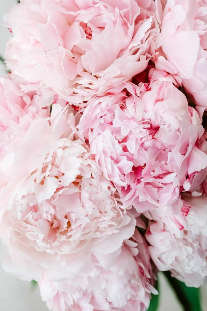 Candles & Diffusers|Candles*CAMPSIE Candles Peony Blossom Candle Tin Rose Gold